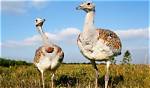 What Is the Heaviest Bird?