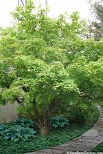 Will Japanese Maple Grow in Houston? |