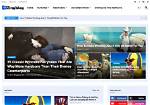 Zingblog |